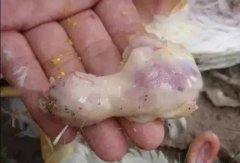 肉雞最頭疼的還是腺肌胃炎，到底該怎么解決？