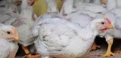 支原體感染的發(fā)展過程及臨床癥狀！！!