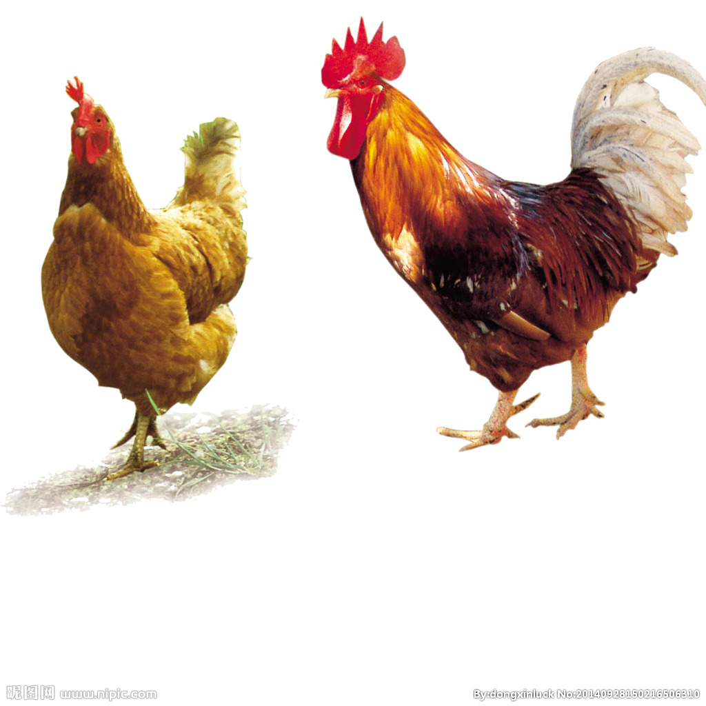  提高肉鴨養(yǎng)殖效益！這八個飼養(yǎng)管理要注意了?。夹g） 